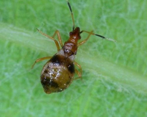 Loricula bipunctata